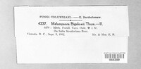 Melampsora bigelowii image
